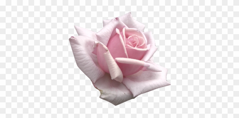 Transparent Flowers Light Pink Rosa Hesperrhodos - Light Pink Flower Transparent #795987