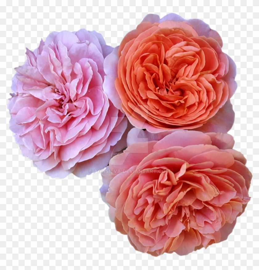 Three Open Rose Heads On Transparent Background By - Pink Roses No Background #796006
