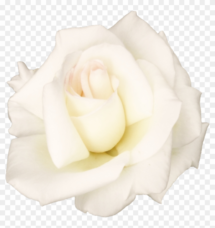 Finest Flowersrose Transparent Png Sticker Flowers - Transparent Flowers White Rose #796008