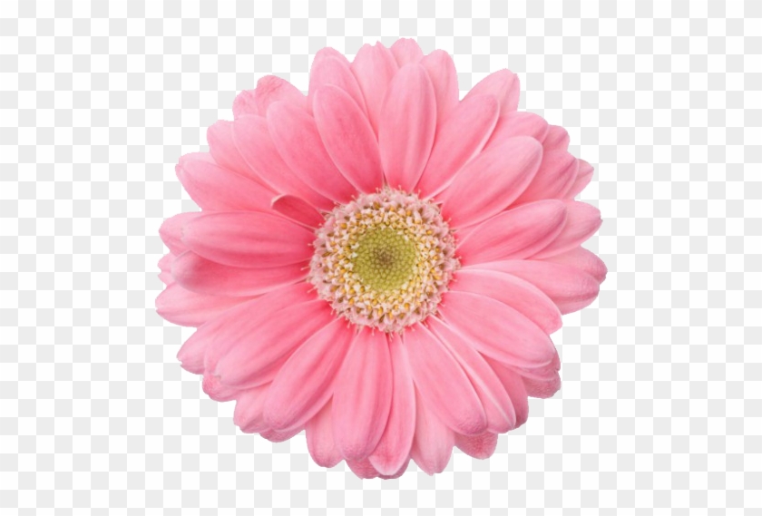 Flowers, Pink, And Overlay Image - Pink Flower No Background #796019