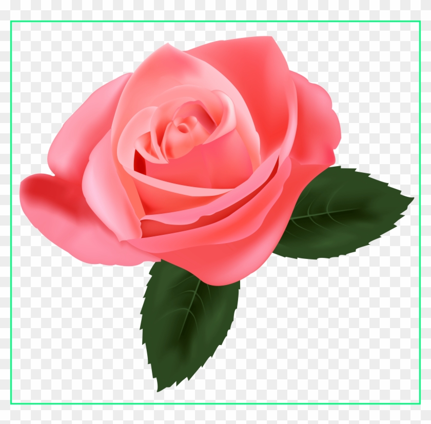Rose Flower Rose Flower No Background Amazing Pink - Pink Rose Png #796030