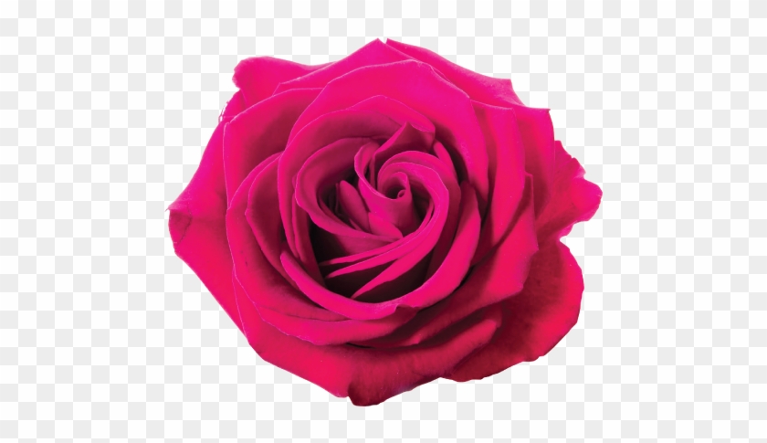 Pink Rose On White Background - Rose Png Violet #796023