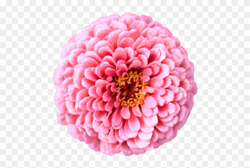 Pink Chrysanthemum Flower Mums Chrysanths Bright Petals - Pink Flower Transparent Background #796035