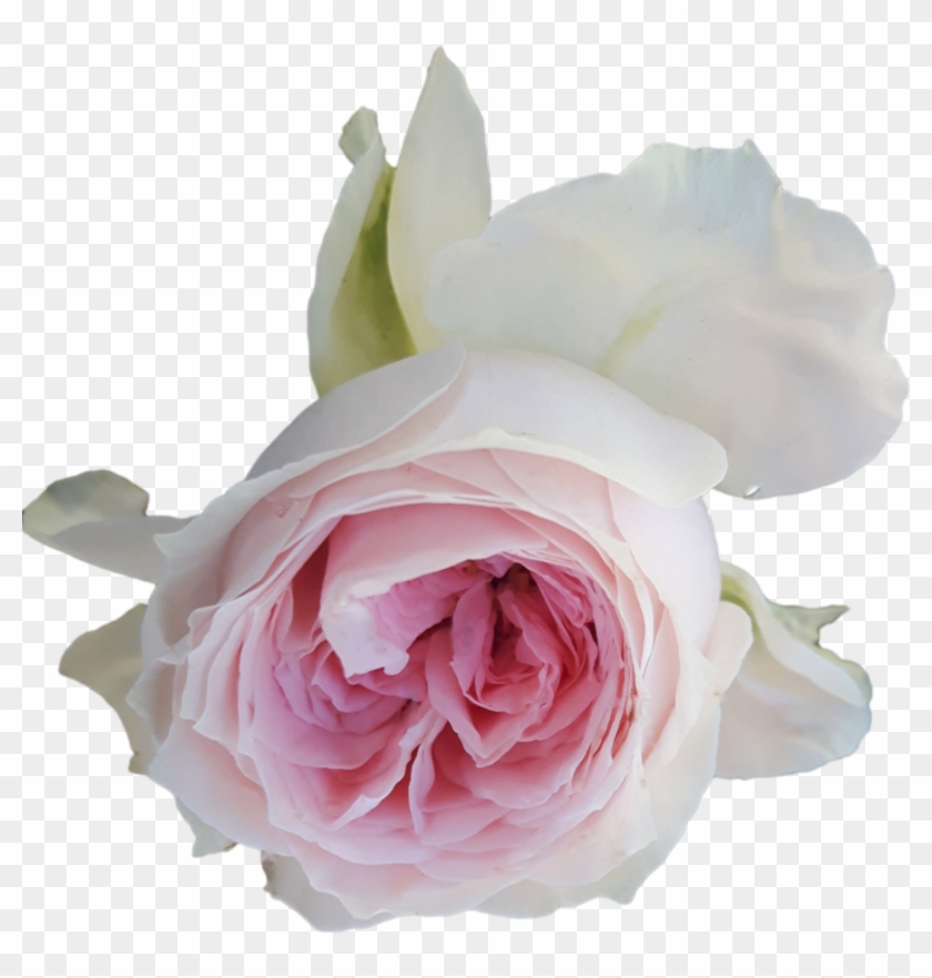 Light Pink Rose On Transparent Background By Agasilva - Pink Roses Transparent Background #796037