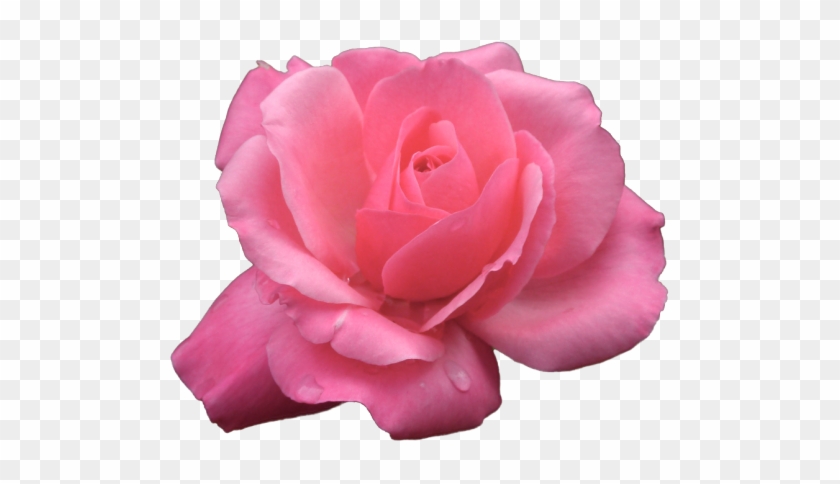 Rose Png Transparent Flower Pink Multi Hybrid Tea Rose - Garden Roses #796049