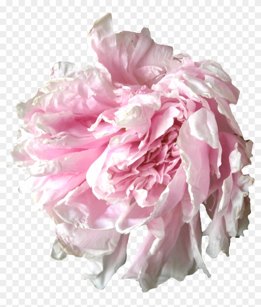 Rose Tumblr Transparent Pivoine Rose - Pivoine Png #796067