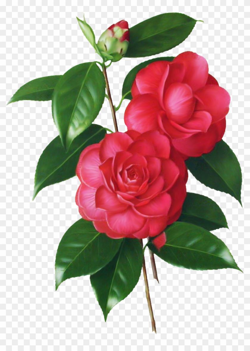   Japanese Roses Clip Art #796091