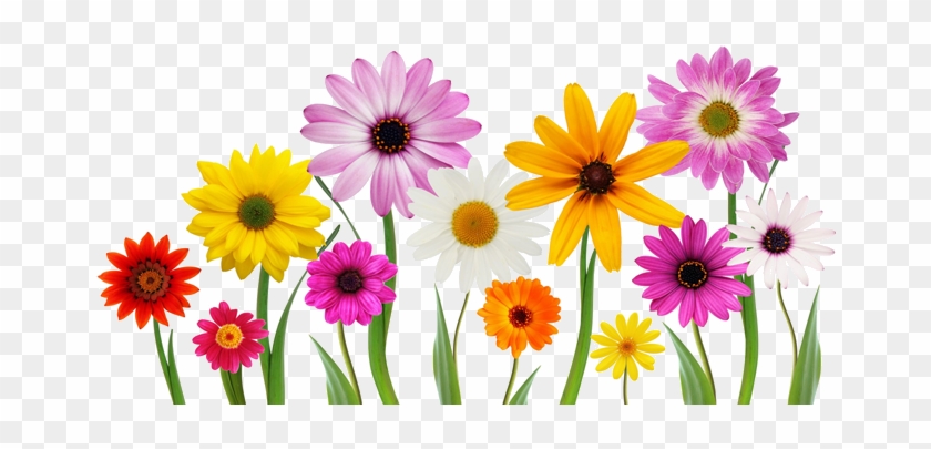 Colorful, Summer, Spring Flowers Png - Love You My Daughter #796089