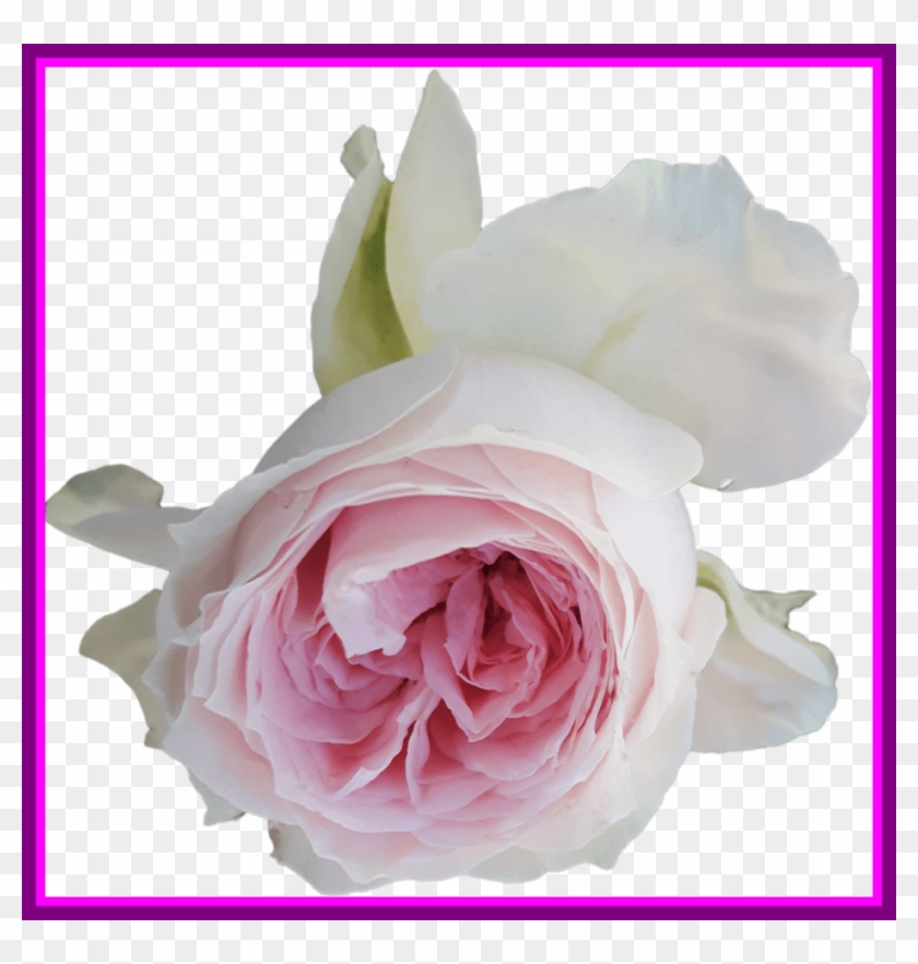 Stunning Light Pink Rose On Transparent Background - Pink Roses Transparent Background #796108