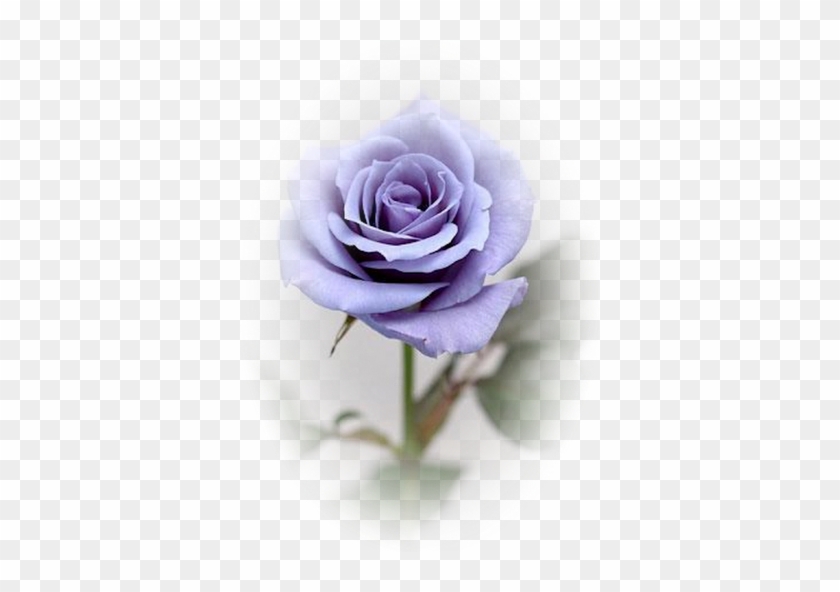 This Is The Color Of One Of My Latest Roses - Blue Roses #796111
