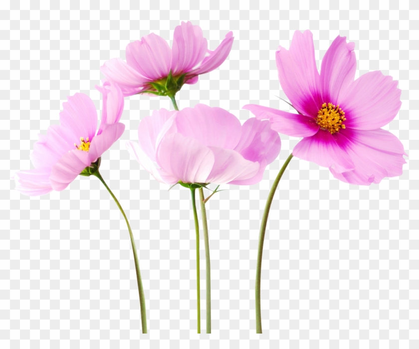 Cosmea Flower - Transparent Background Flower Transparent #796124