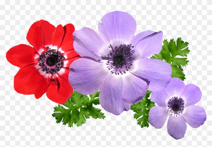 Anemone, Mixed, Flowers, Spring - Anemones Flower Png #796137