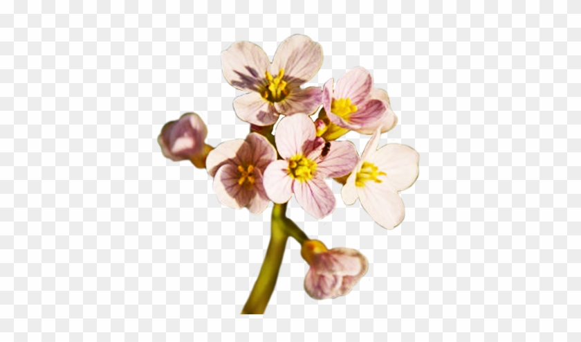 Spring Flower Png Free Download - Spring Flower Png #796157