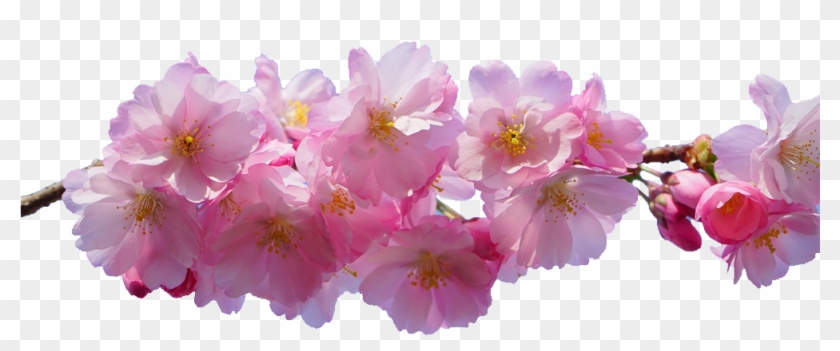 Flowers With Transparent Background Free Download - Cherry Blossom Transparent Background #796183