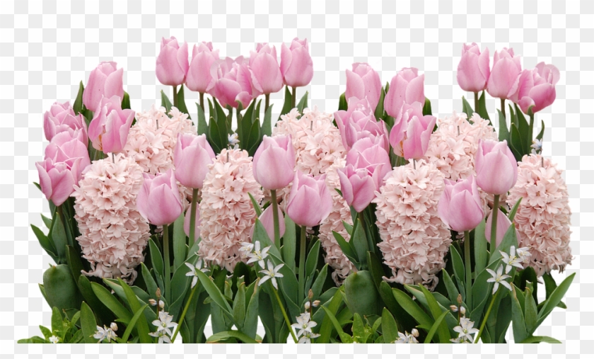 Spring, Tulips, Easter, Flower, Flowers, Spring Flower - Easter Flowers Png #796185