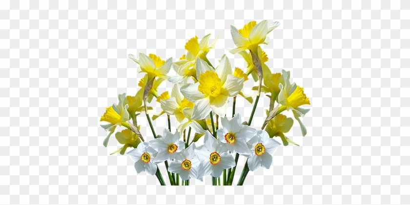 Spring, Daffodils, Osterglocken, Easter, Spring Flowers - Весенние Цветы Пнг #796190