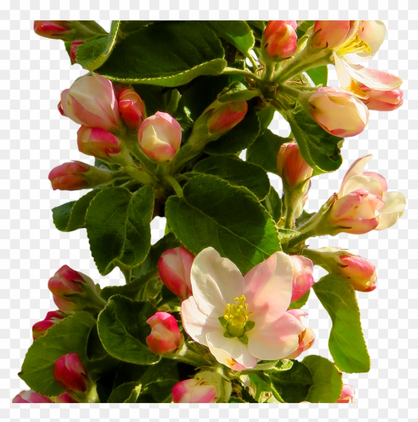 Spring Flower Png Transparent Image 6482 Transparentpng - Png Format Flowers Png Hd #796219