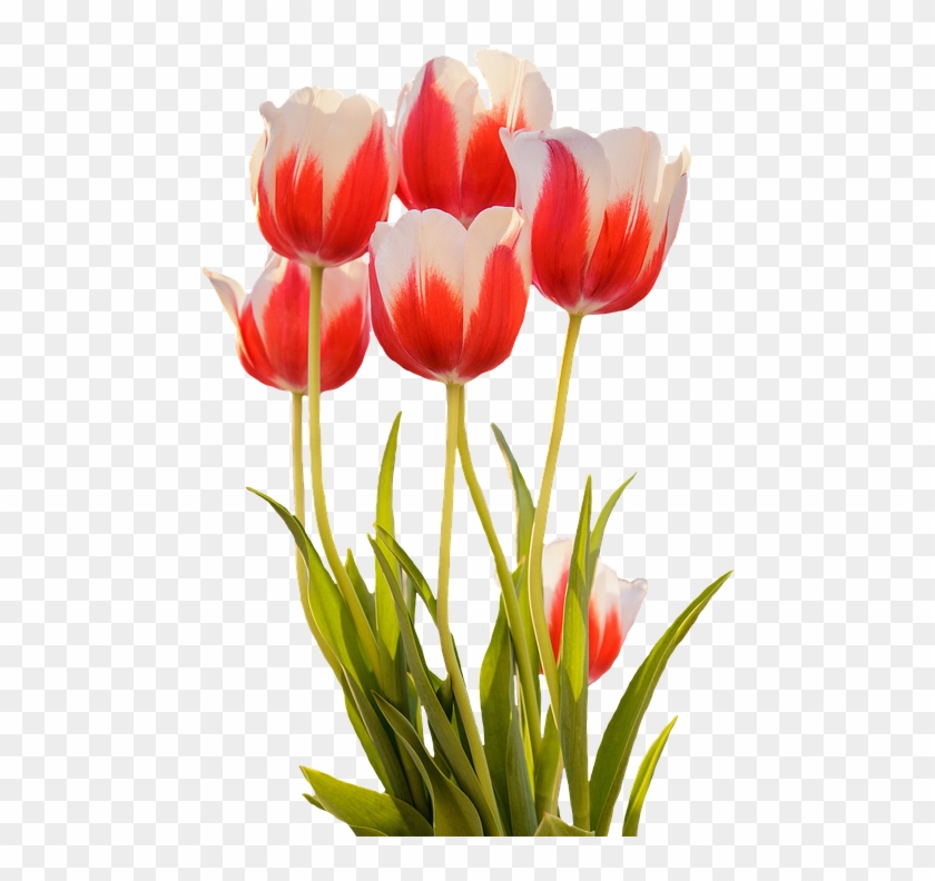 Tulips, Red, Spring, Flower, Blossom, Bloom, Nature - Spring Flowers Png #796227