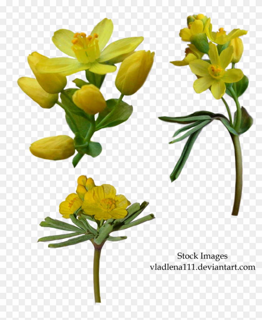 Spring Flowers Png 3 By - Flower #796231