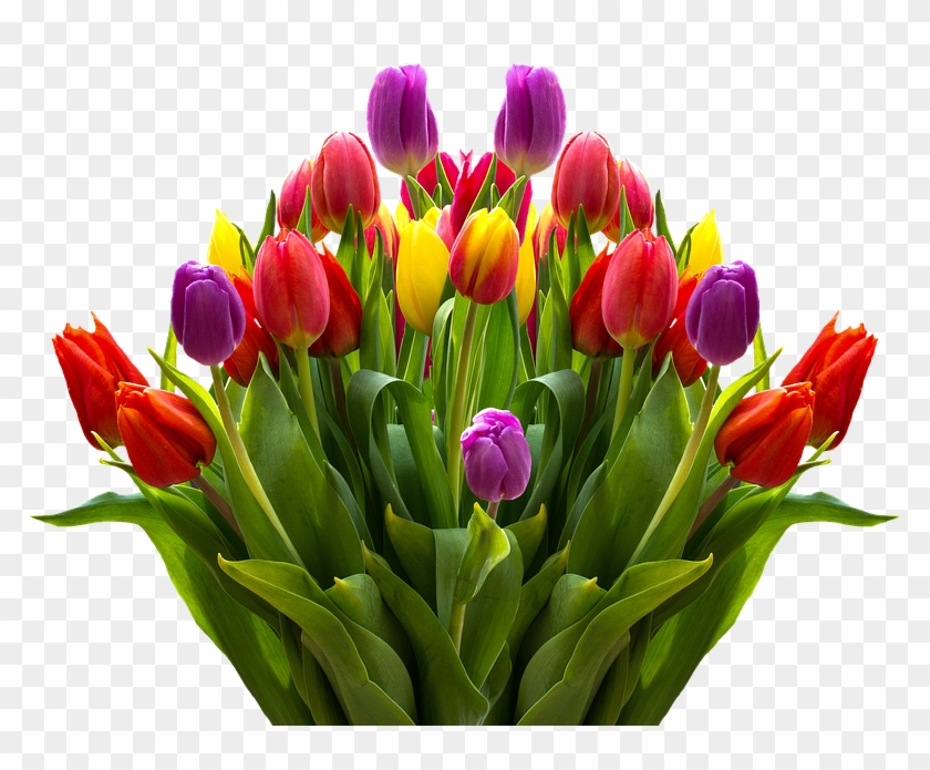 Tulips, Flowers, Spring, Isolated, Colorful, Nature - Big Boquit Of Beautiful Tulip #796232