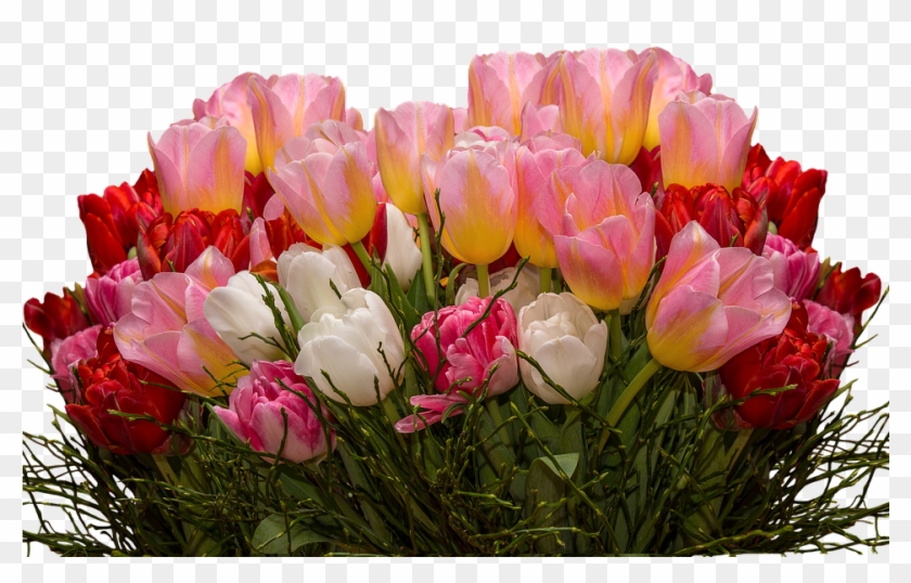 Tulip Flower Free Png Transparent Images Free Download - Tulip Flower Free Png Transparent Images Free Download #796256
