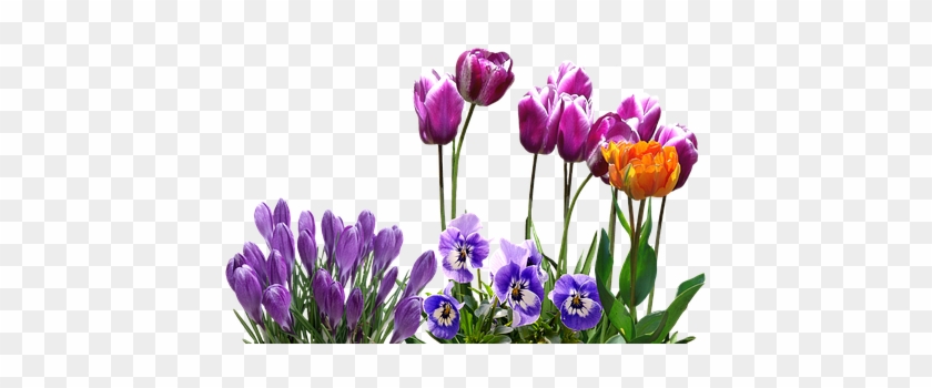Spring, Tulips, Crocus, Pansy, Easter, Spring Flower - Spring Tulips Png #796269