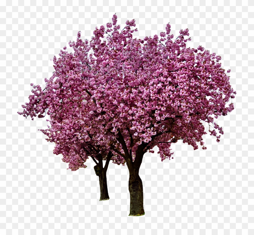 Cherry Blossoms, Spring, Bloom, Pink, Blossom, Flowers - Blossom Cherry Tree Transparent Background #796274