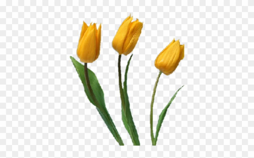 *átlátszó Hátterű Virágok - Желтый Тюльпаны В Png #796700