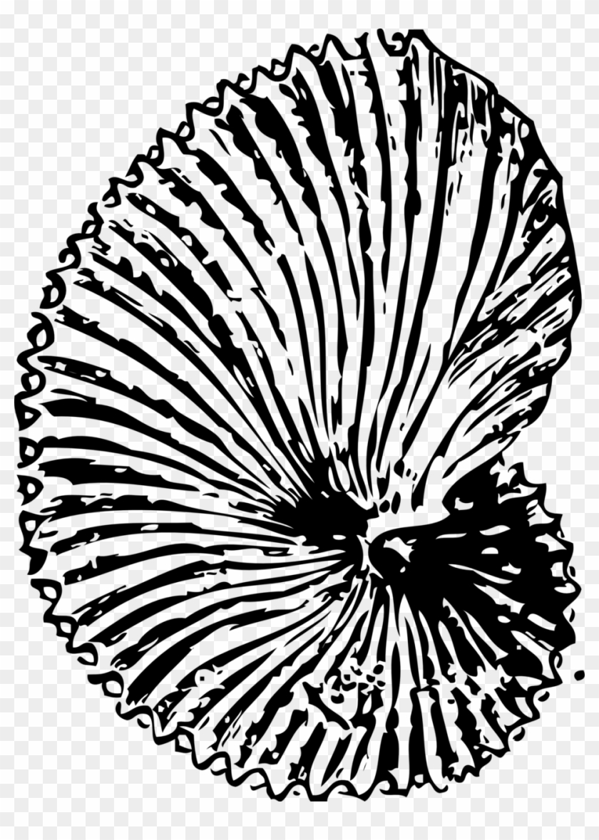 Argonaut Shell - Fossil Coloring Pages #796914