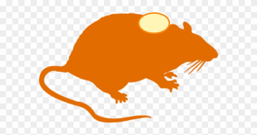 Syngeneic Models - Mouse Brain Clipart #797299