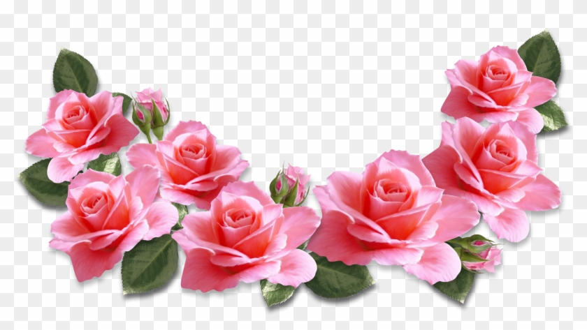 Valentines Day Pink Roses #797355