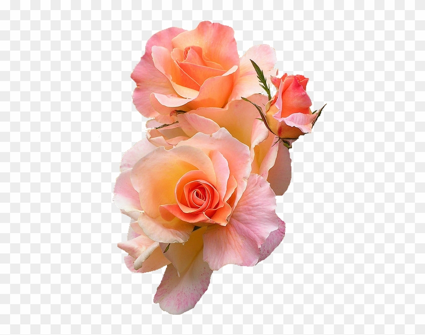 Rose Petal Clipart Transpa Background - Peach Rose Transparent Background #797363