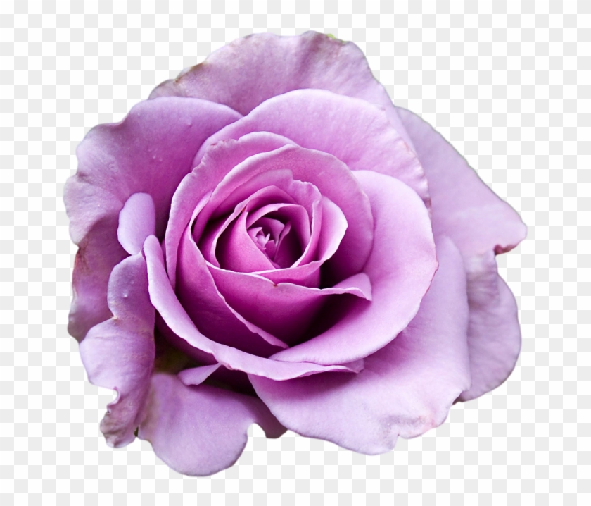 A Bouquet Of Purple Roses, Photos Pauline Dixon - Purple And Pink Roses Png #797367