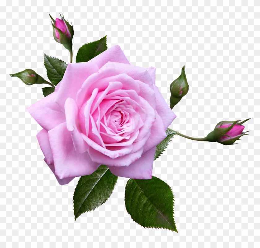 Free Photo Perfume Flower Plant Rose Garden Pink Max - Rose #797404