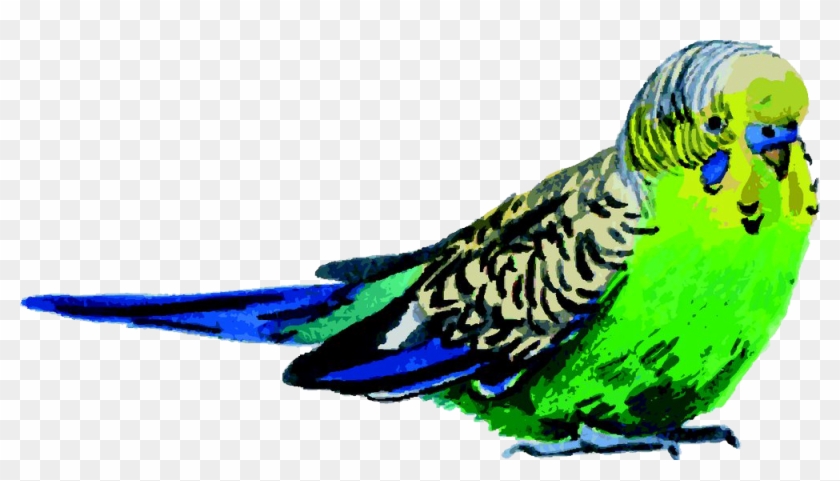 Budgerigar Bird Parrot Watercolor Painting - Budgerigar Bird Parrot Watercolor Painting #797455