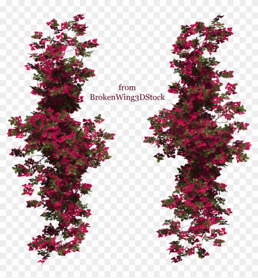 Rose Bush Clipart Bougainvillea Plant - Bougainvillea Photoshop #797417