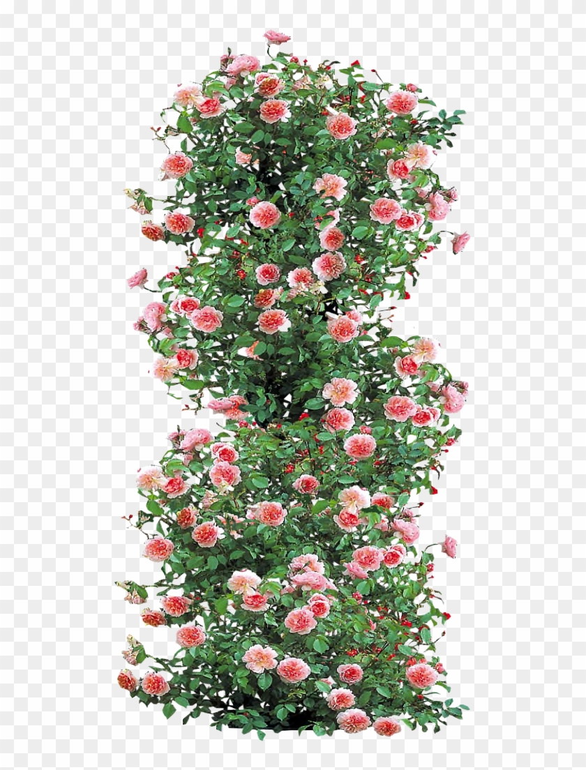 Anne Boleyn Climbing Rose By Lilipilyspirit-d4zfyhk - Roses Png Plan #797442