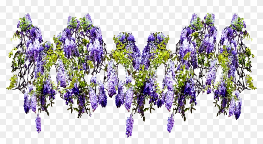 Climbing Wisteria Wide Swag By Lilipilyspirit On Deviantart - English Lavender #797474