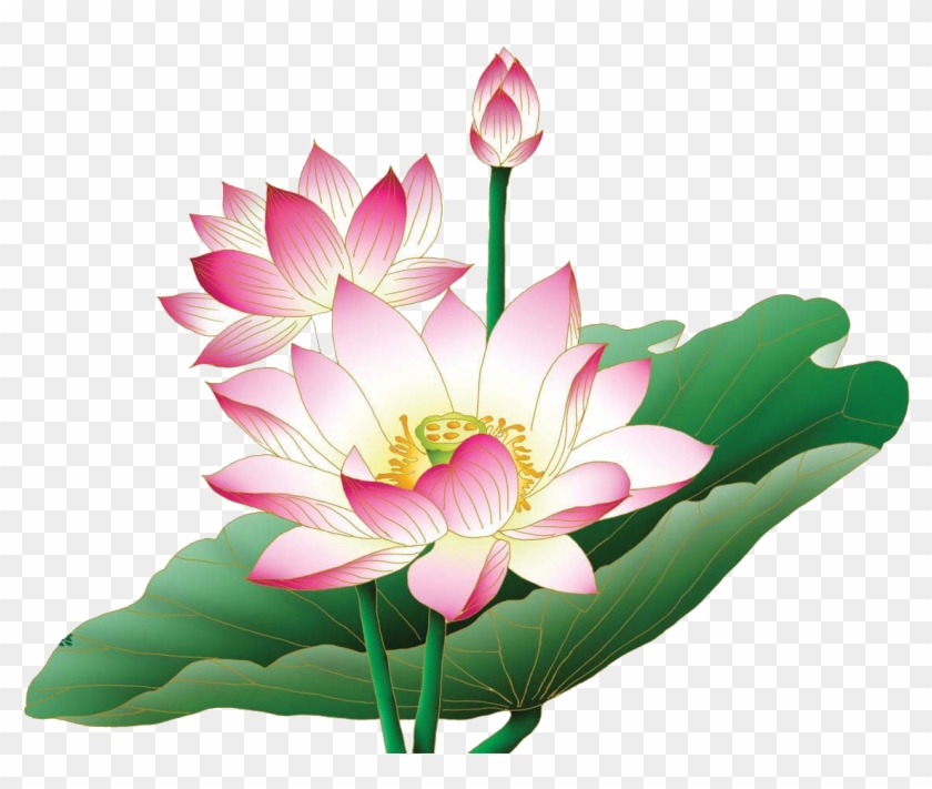 Lotus Blossoms - Lotus Png #797573