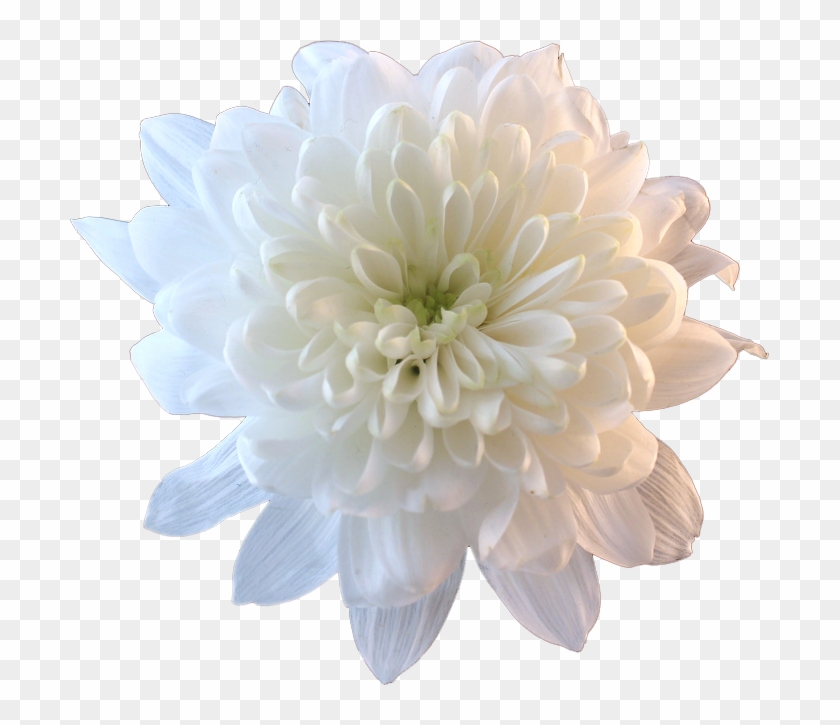 Flower White Whiteflower Tumblr Aesthetic - White Flowers Transparent #797587