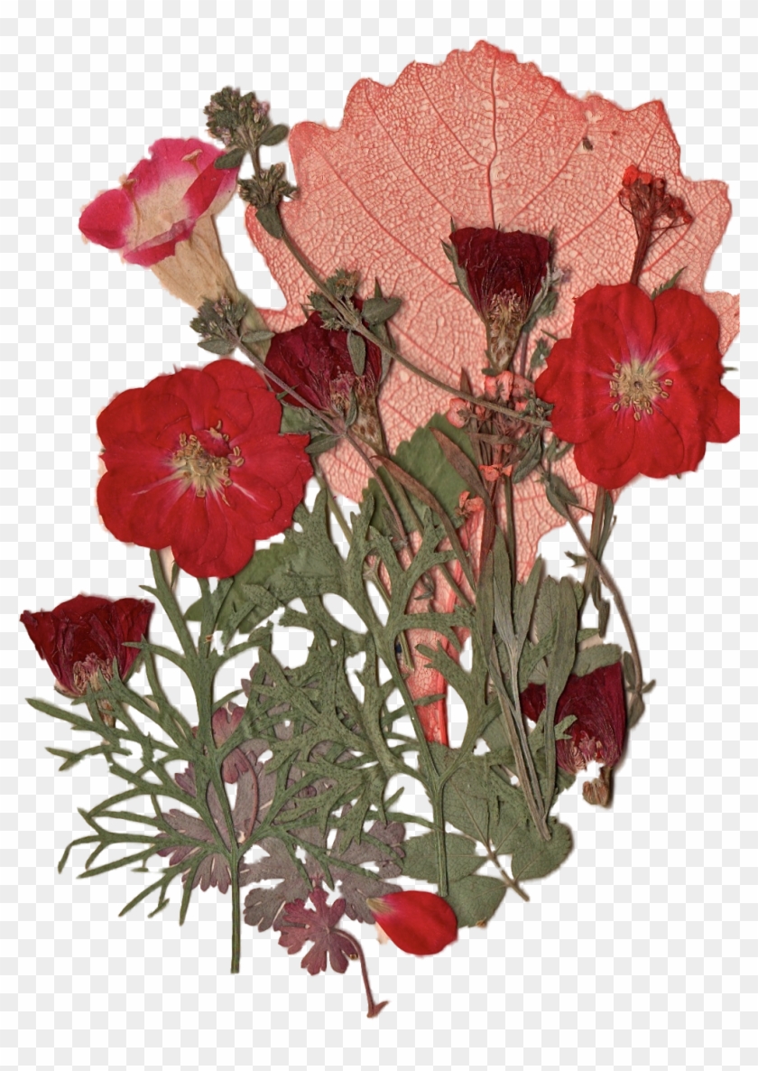 Report Abuse - Red Pressed Flower #797608