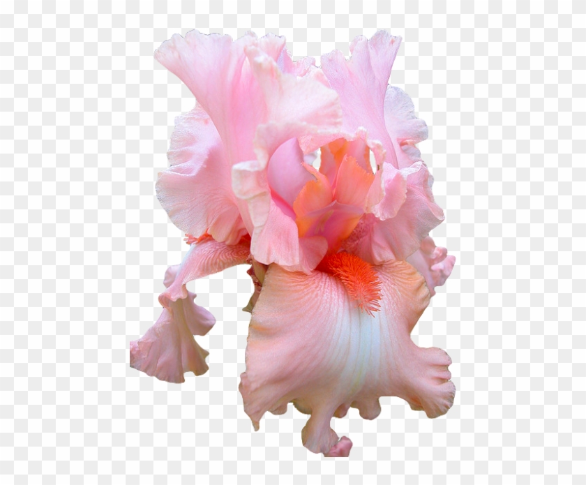 Fav Pink Png Transparent Iris Transparent Flowers Pink - Pink Iris Flower Png #797622