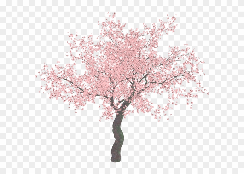 Cherry Blossom Tree Clip Art - Cherry Blossom Tree Png #797874
