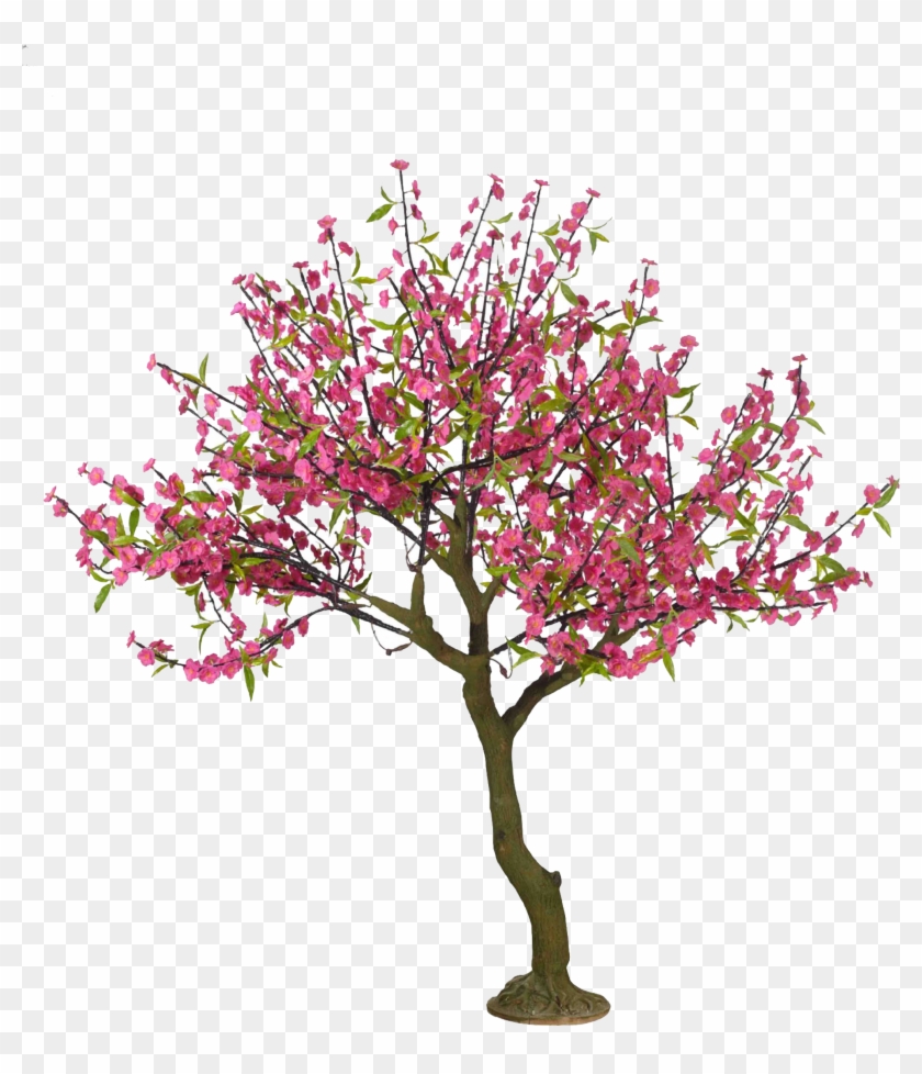 Cherry Blossom Tree Drawing Peach - Peach Blossom Tree Drawing #797882