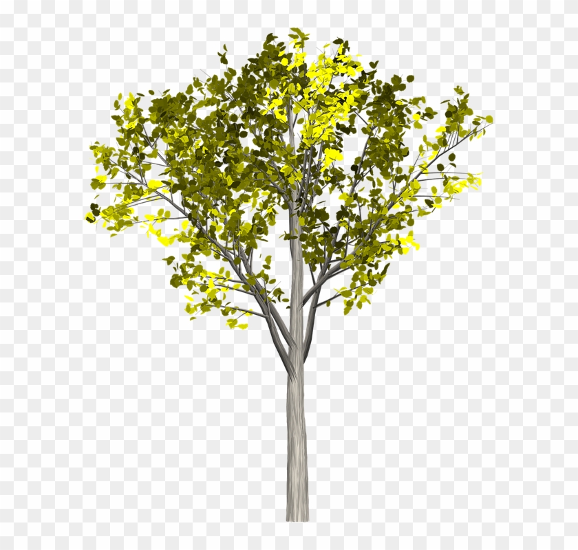 Cartoon Willow Tree 15, Buy Clip Art - Platano Arbol Png #798046