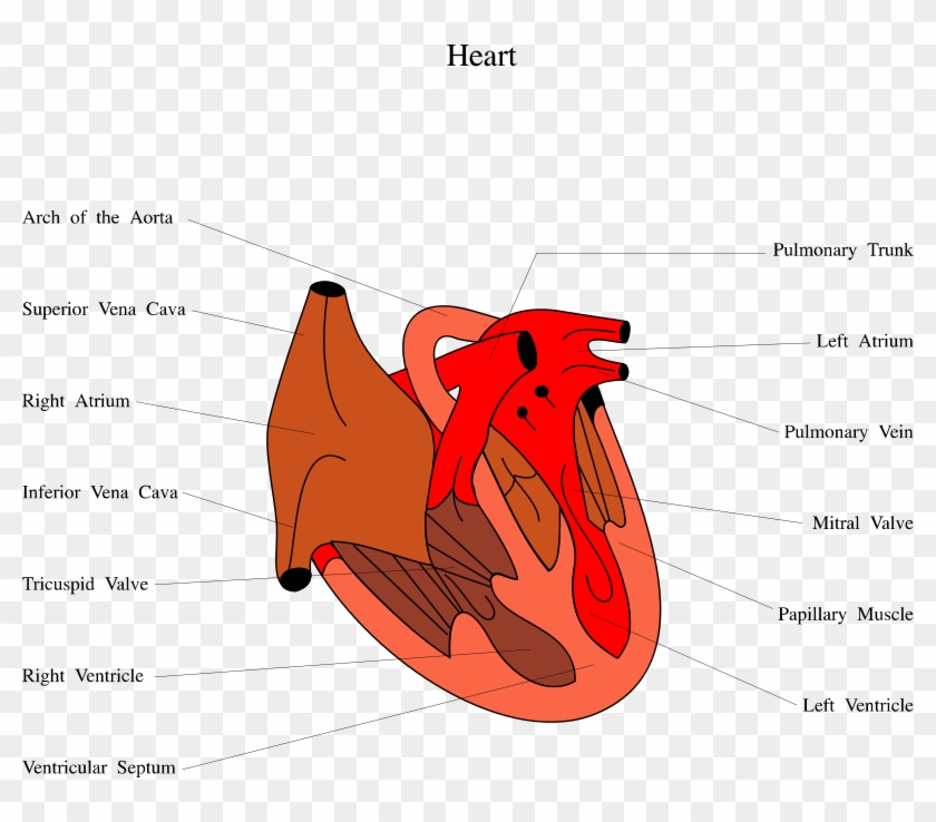 Medical Illustration Of A Human Heart - Grade 1 Lv Diastolic Dysfunction #798458