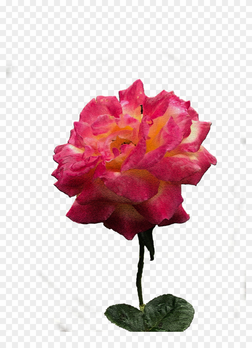 Adobe Illustrator Adobe Photoshop Adobe After Effects - Desert Rose #799221