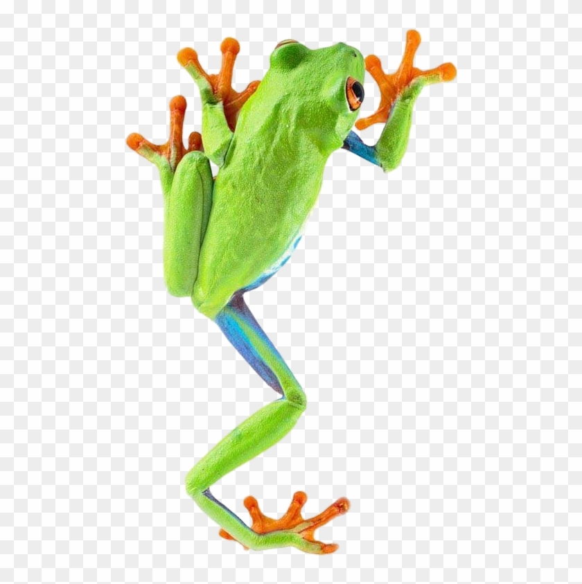Green Tree Frog Clipart For Kids - Frog Png #799212