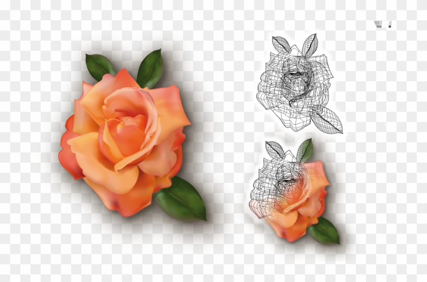 Utilización De La Malla De Degradado - Garden Roses #799231