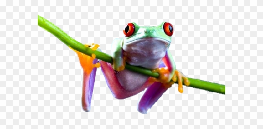 Red Eyed Tree Frog Clipart Transparent - Png Grenouille Tropicale #799234